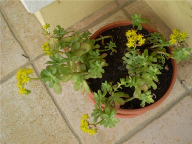 sedum palmeri